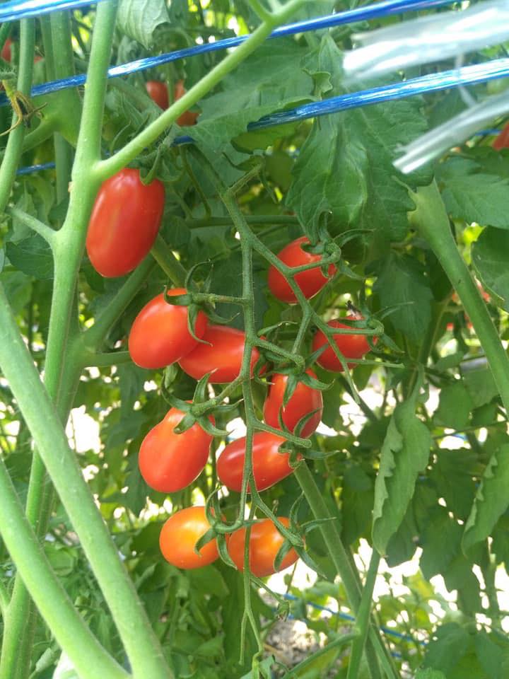 Hạt giống cà chua bi Phú Nông - 0.1g