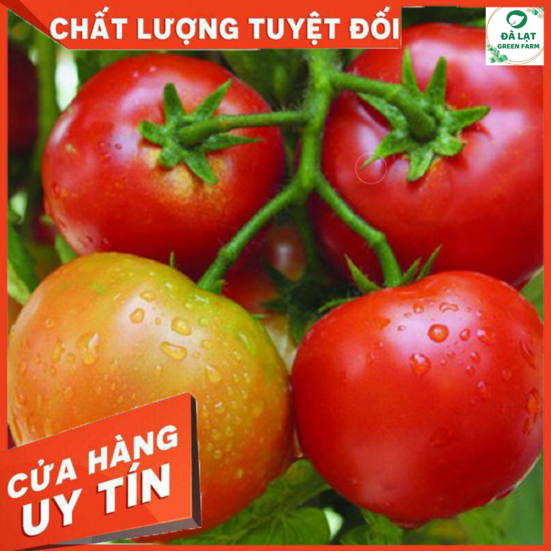 HẠT GIỐNG CÀ CHUA QUẢ TO CHỊU NHIỆT (CAO SẢN)_50 HẠT