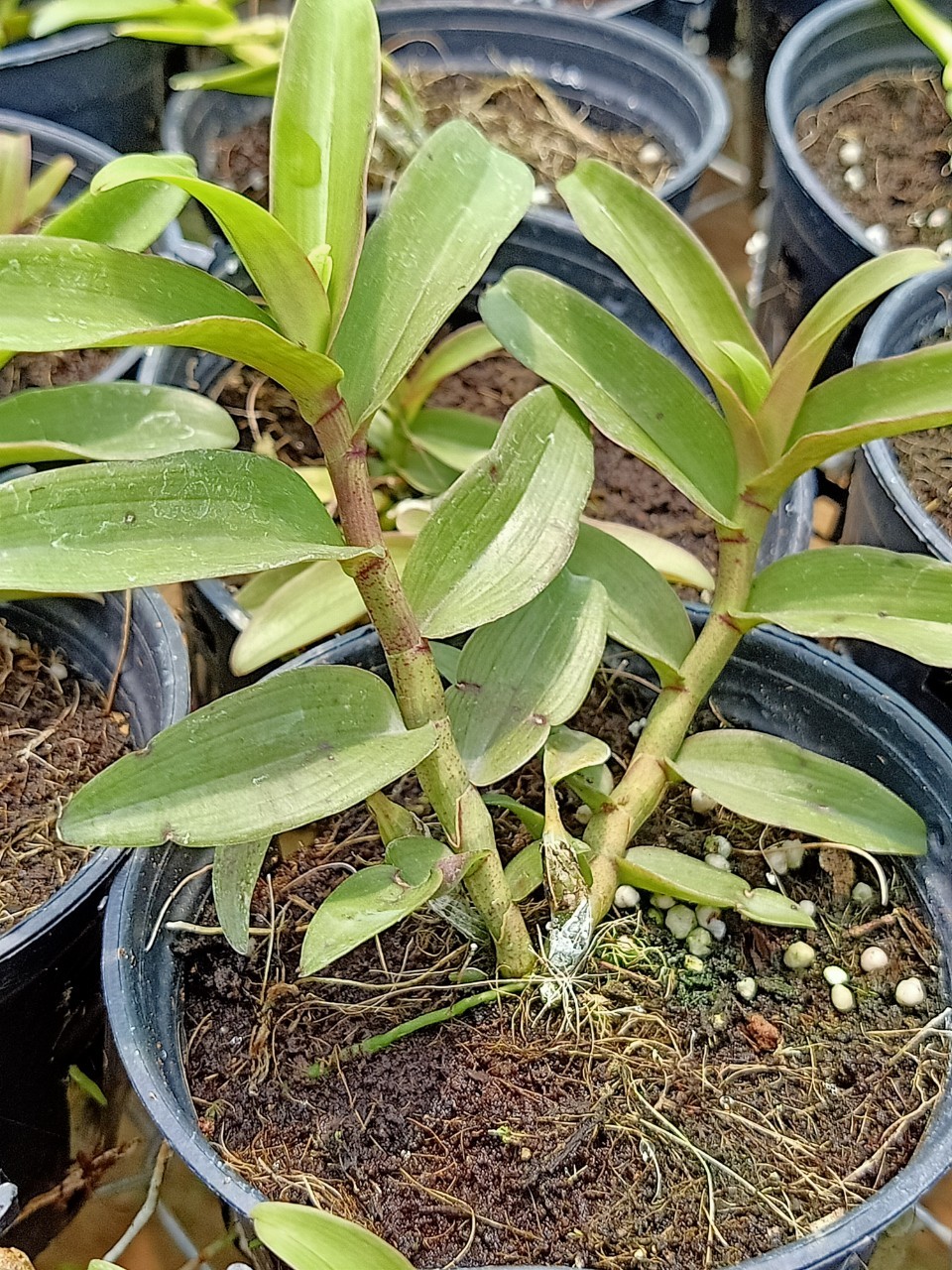 Com Bo Phong Lan Hồng Mỹ Nhân, Hồng Yên Thủy