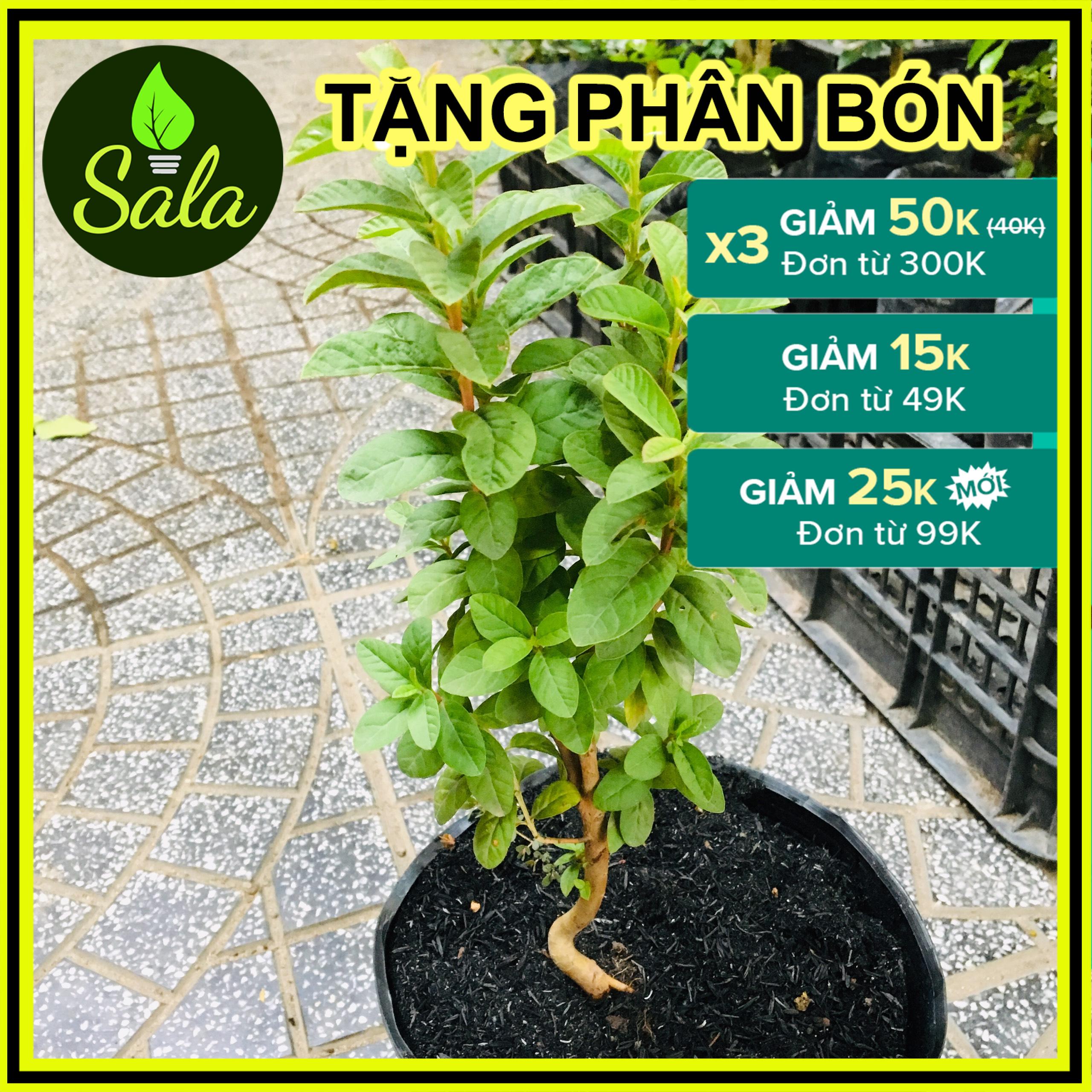 CÂY ỔI NHẬT - CÂY ỔI SẺ - CÂY ỔI LÁ KIM