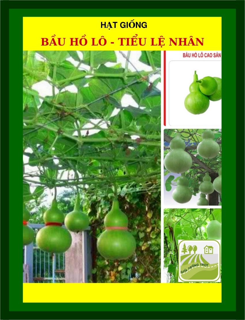 10H - Hạt Giống Bầu Hồ Lô - Tiểu Lệ Nhân