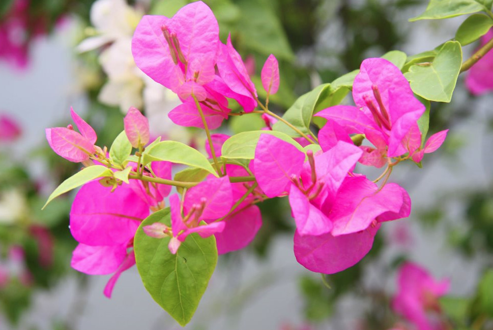 [HÀNG THÁI LAN] PHÂN BÓN KÍCH THÍCH RA HOA CHO HOA GIẤY