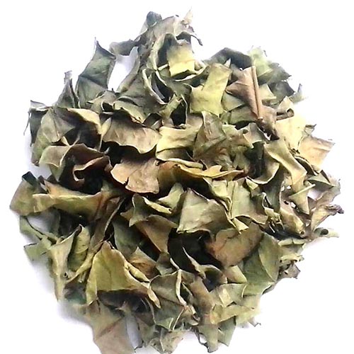 [HOT] Lá vối sấy khô Tấn Phát 1kg - Thảo Dược Tấn Phát