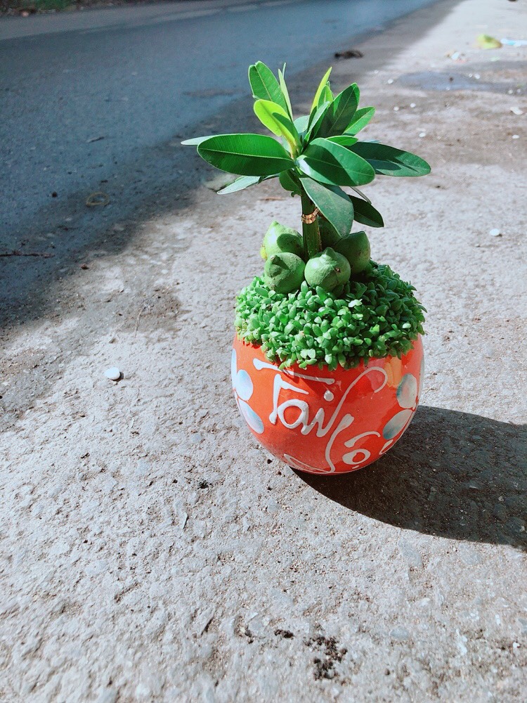 Cây Tài Lộc Cỏ May Mắn