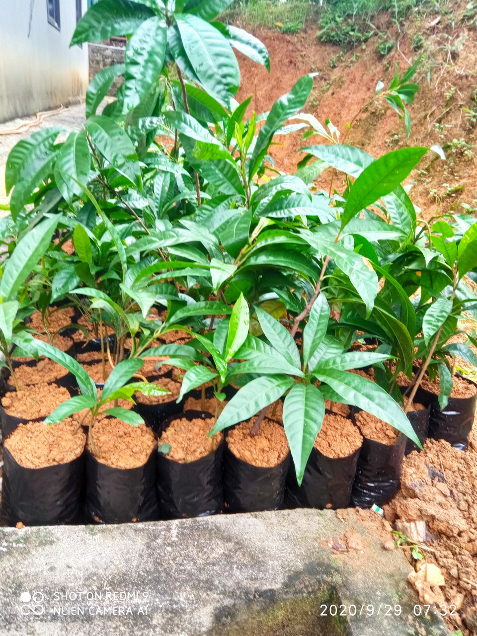 CÂY TRỨNG GÀ GIỐNG