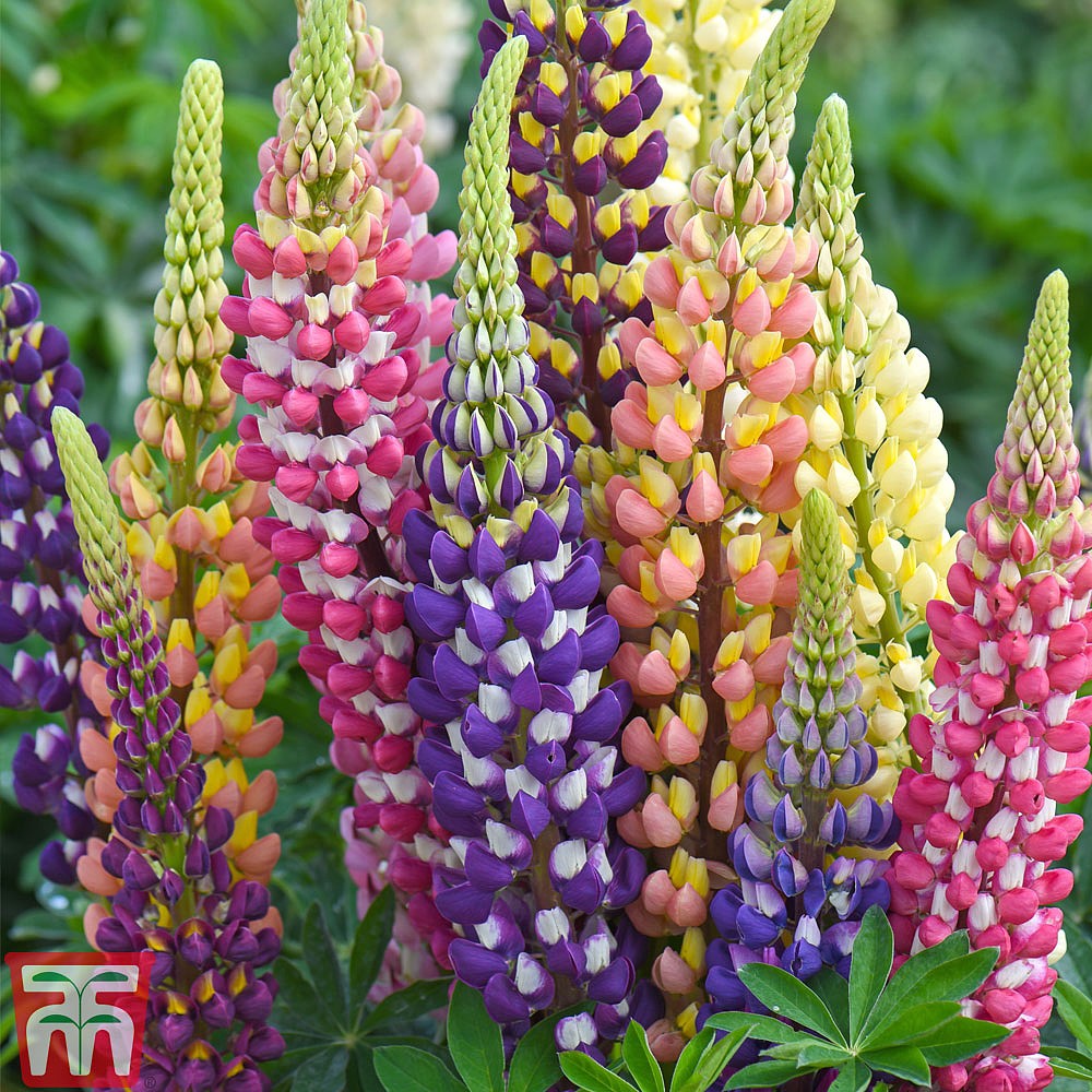 Hạt Giống Hoa Đậu Lupin