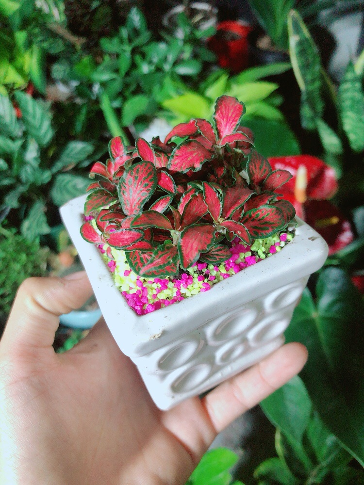 Chậu Cây Cẩm Nhung (lá may mắn) Màu Đỏ