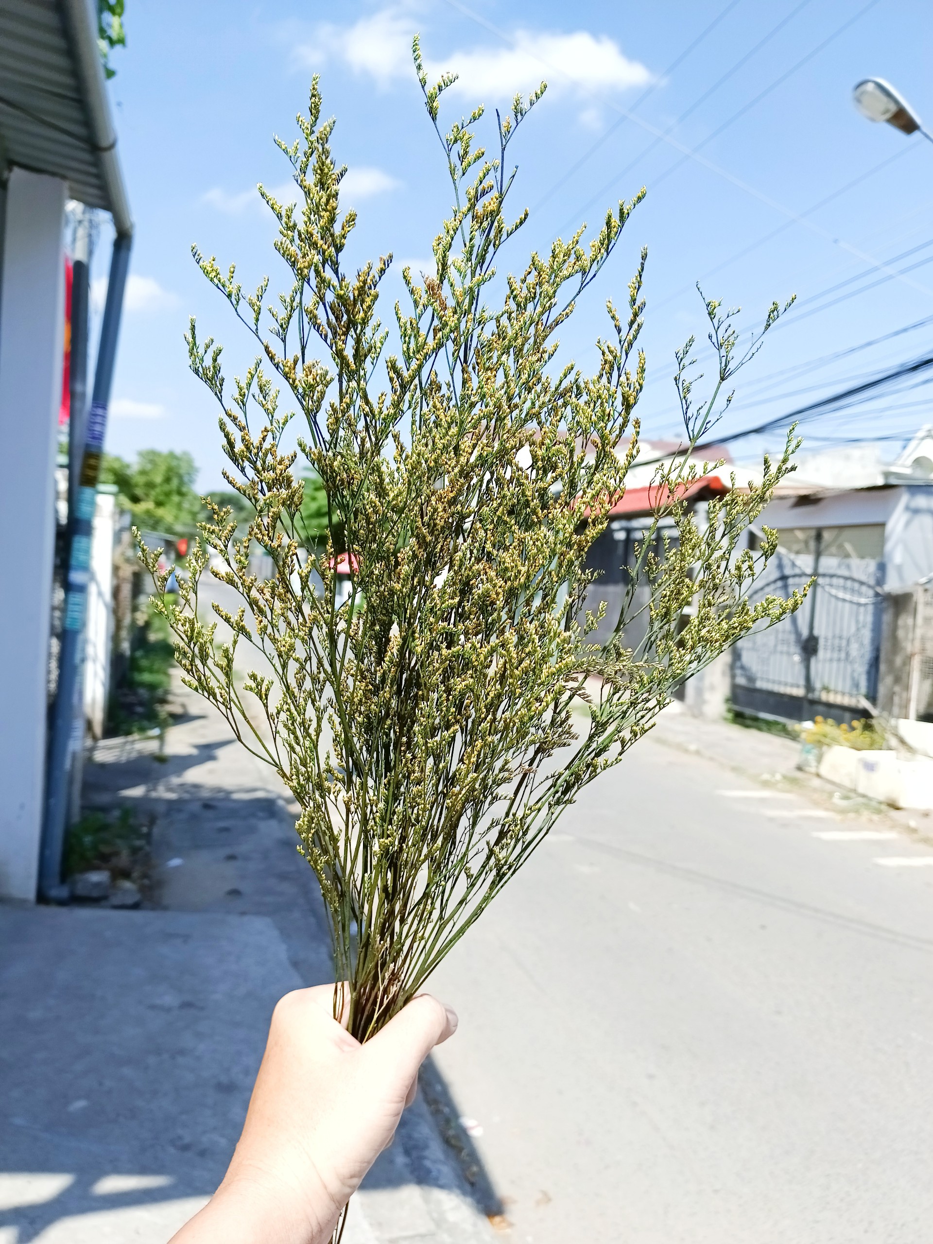 hoa sao khô - sao đuôi công - cắm bình