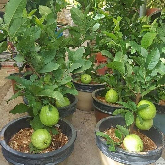 ỔI NỮ HOÀNG