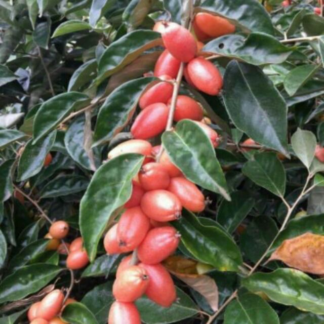Cây NHÓT NGỌT giống