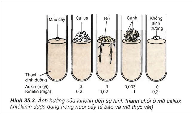 Cytokinin Kinetin 99% (Kích rễ, kích chồi trong nuôi cấy mô...) gói 100g