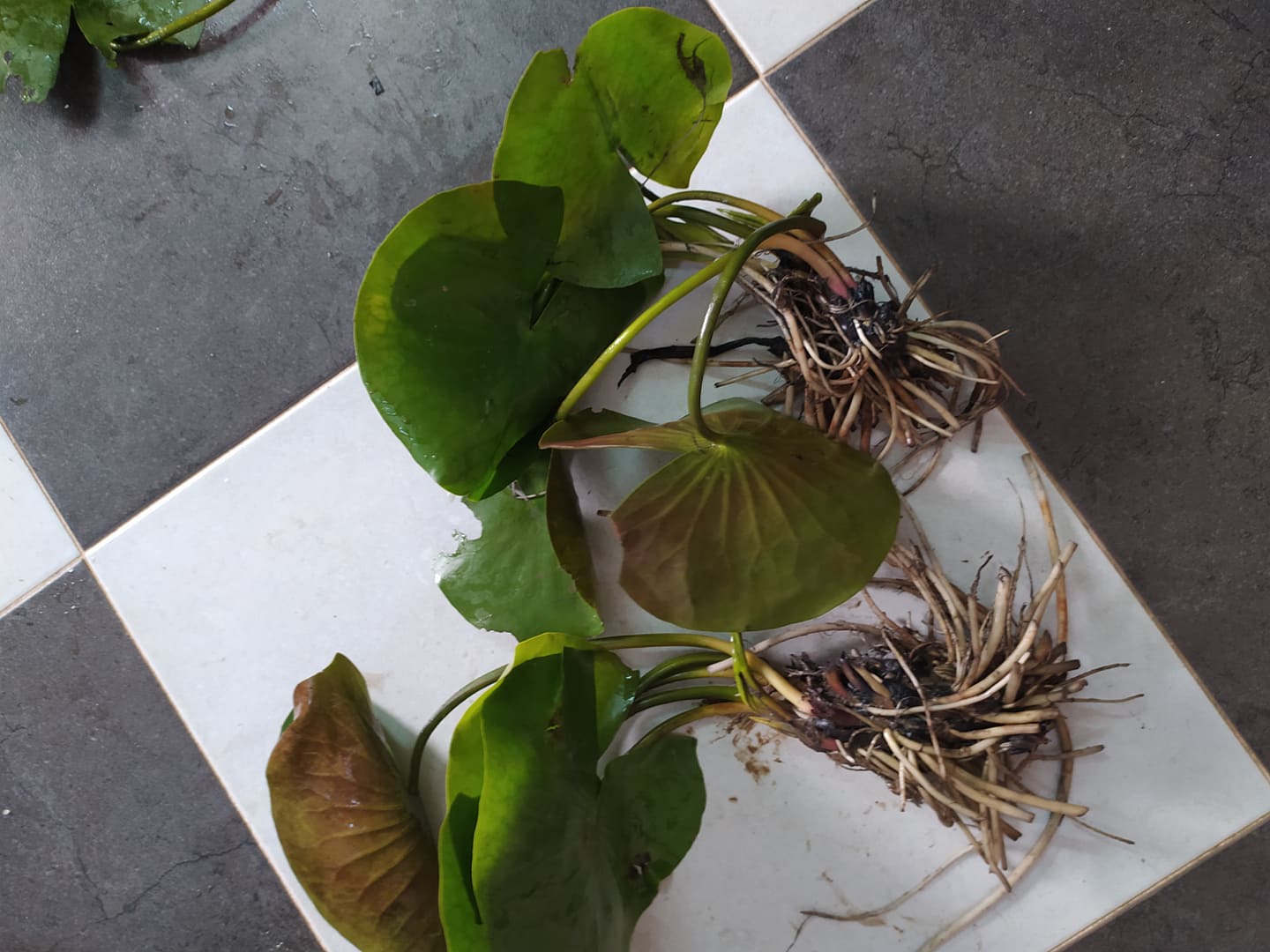 ( Chỉ gưi miền bắc- trung) [RẺ VÔ ĐỊCH] Cây Hoa súng Thái Lan màu cà rốt Đ-02