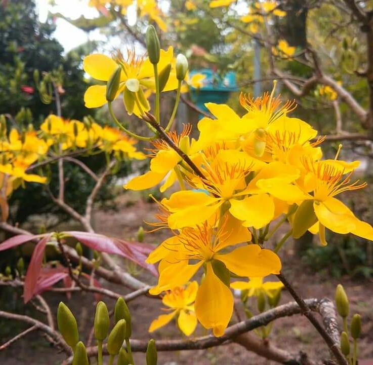 Tết thảnh thơi với Phân chuyên dụng xử lý Rụng lá mai RVAC FOFER X3 MAI 200G