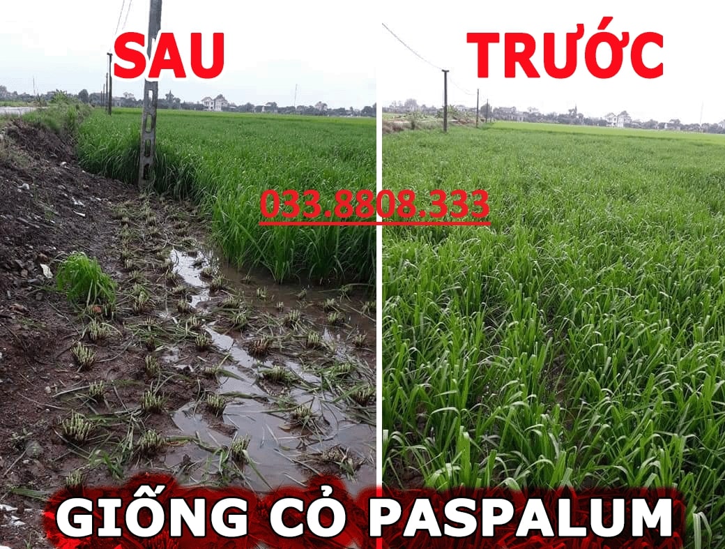 Hạt giống cỏ chăn nuôi Ubon Paspalum - Cỏ xả chịu ngập 500g - Hạt Giống Cỏ Chăn Nuôi Trâu,Bò,dê,cừu,cá... đem lại năng xuất cao trong ngành chăn nuôi