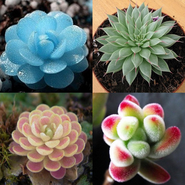 Hạt giống sen ngọc ( sen đá kim cương gói 200 hạt )