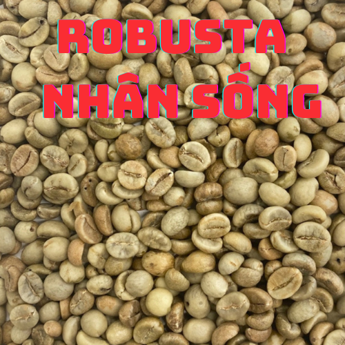 Raw Robusta Coffee Beans 500Gr /1 Bag