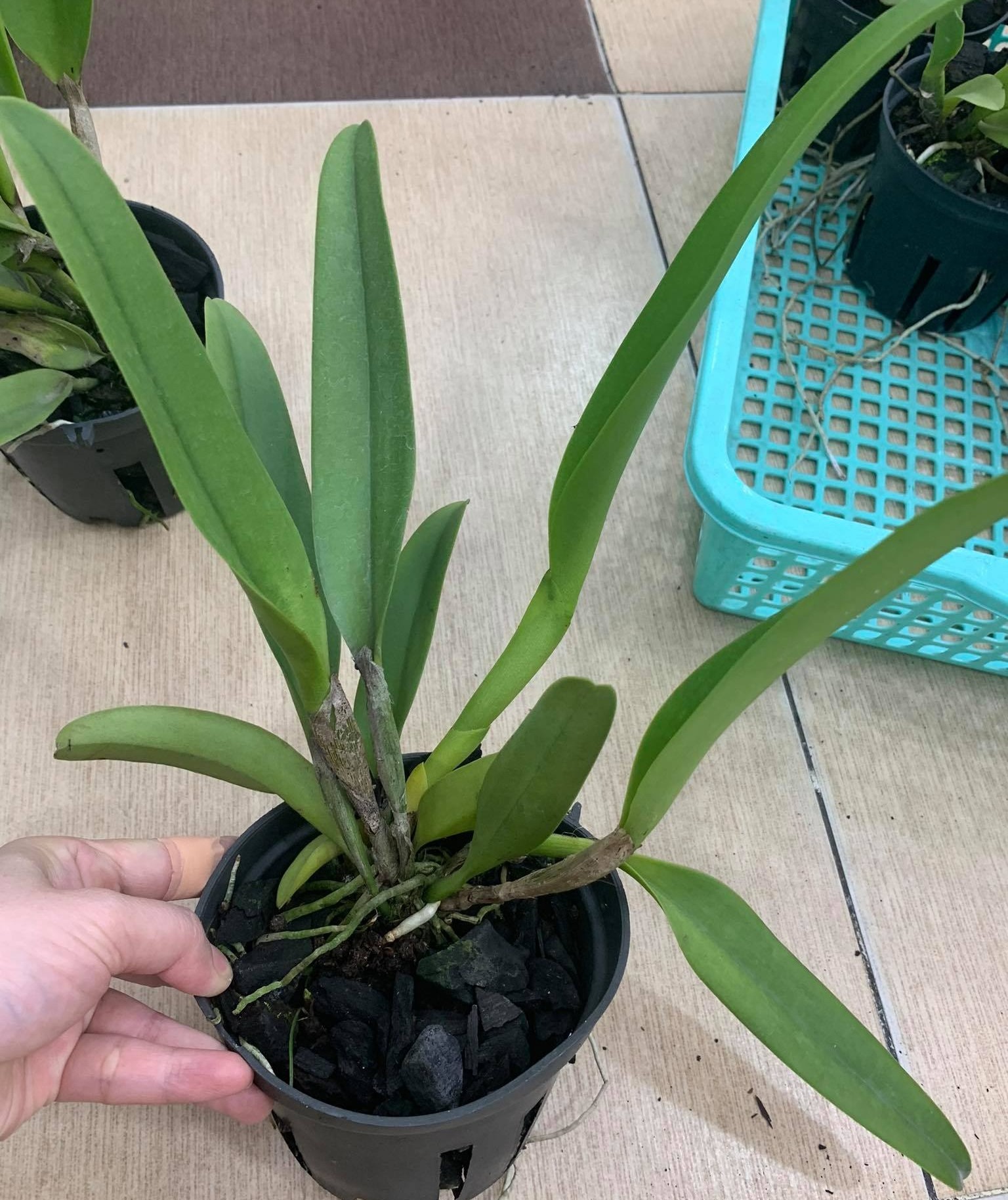 Lan Cattleya Trưởng Thành, giống nhập Thái Lan