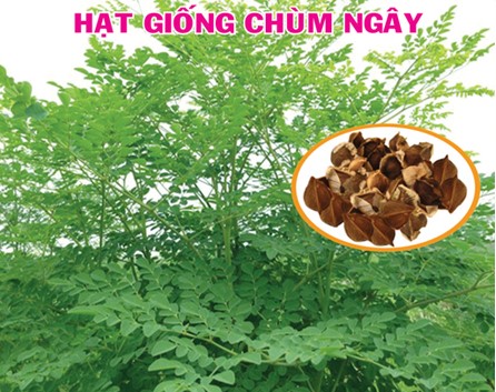 [HCM]Hạt giống cây chùm ngây -100 hạt/gói