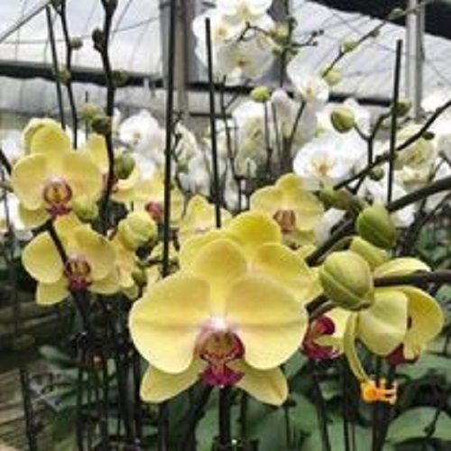 { SALE MANH } combo 5 cây Lan hồ điệp 2 ngồng nụ đủ màu