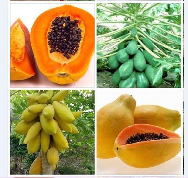 Combo 2 gói hạt giống đu đủ lùn (1đu đủ vàng 5 hạt và 1đu đủ lùn xanh 10 hạt )