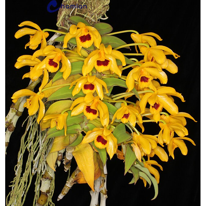 Lan Trầm Rừng Vàng Hiếm Hàng Ki Năm 2