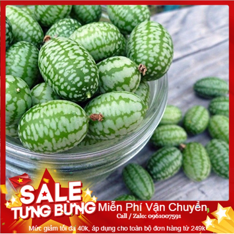 Hạt giống dưa hấu mini - 10 hạt