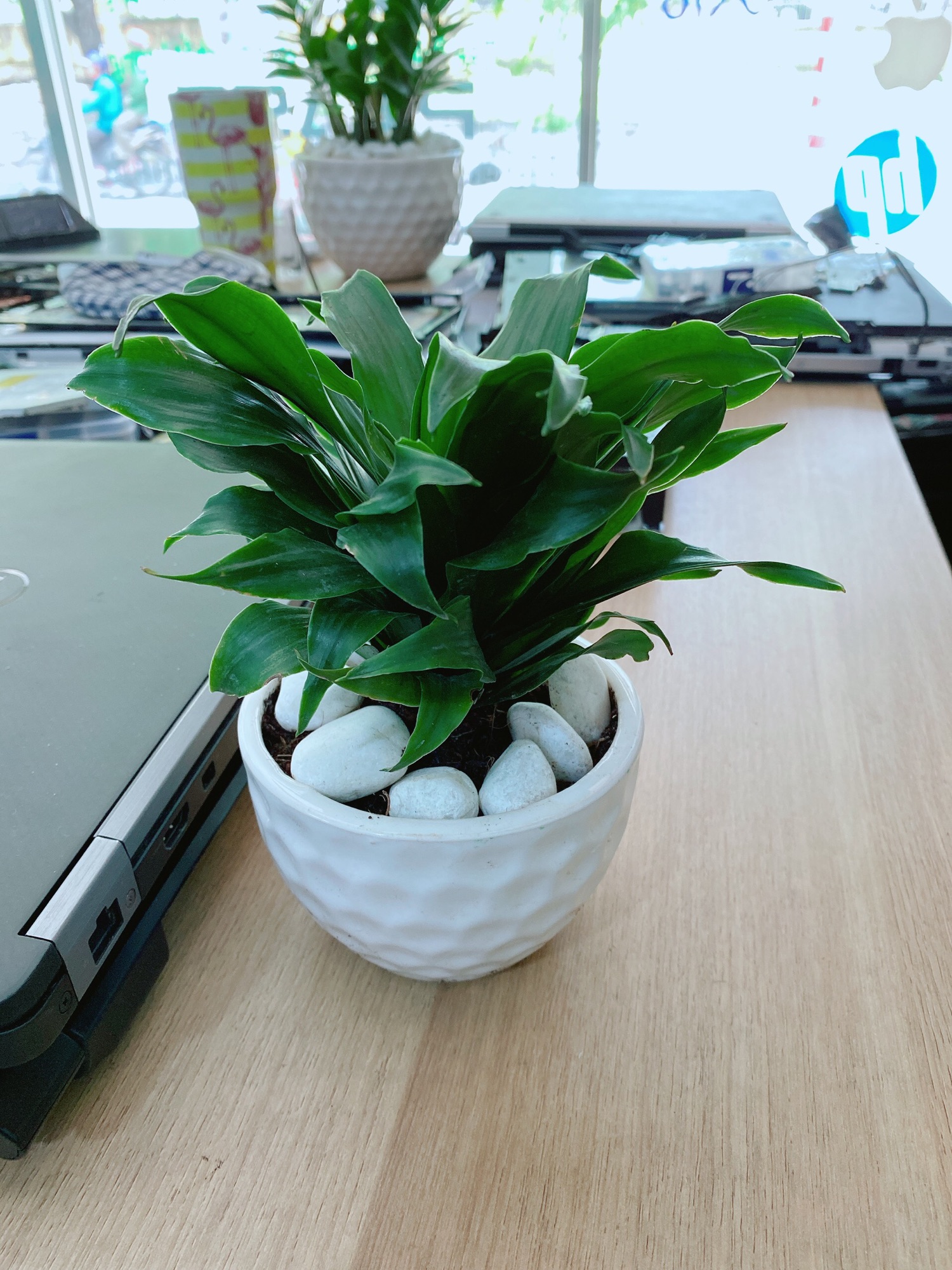 Chậu Cây Phát Tài