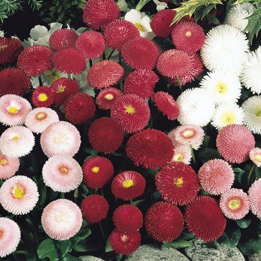 [SALE] Hạt giống hoa Cúc Hoàng Hậu - HGVT1