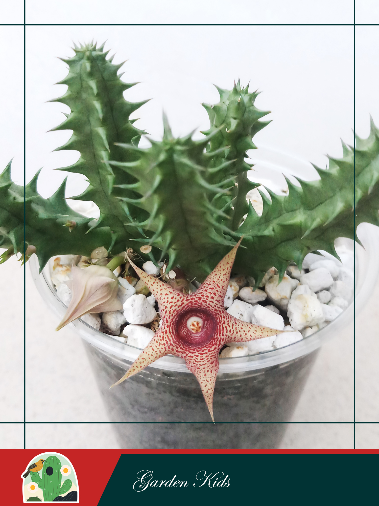 Xương rồng sao biển hoa đỏ (Huernia Korat Star)
