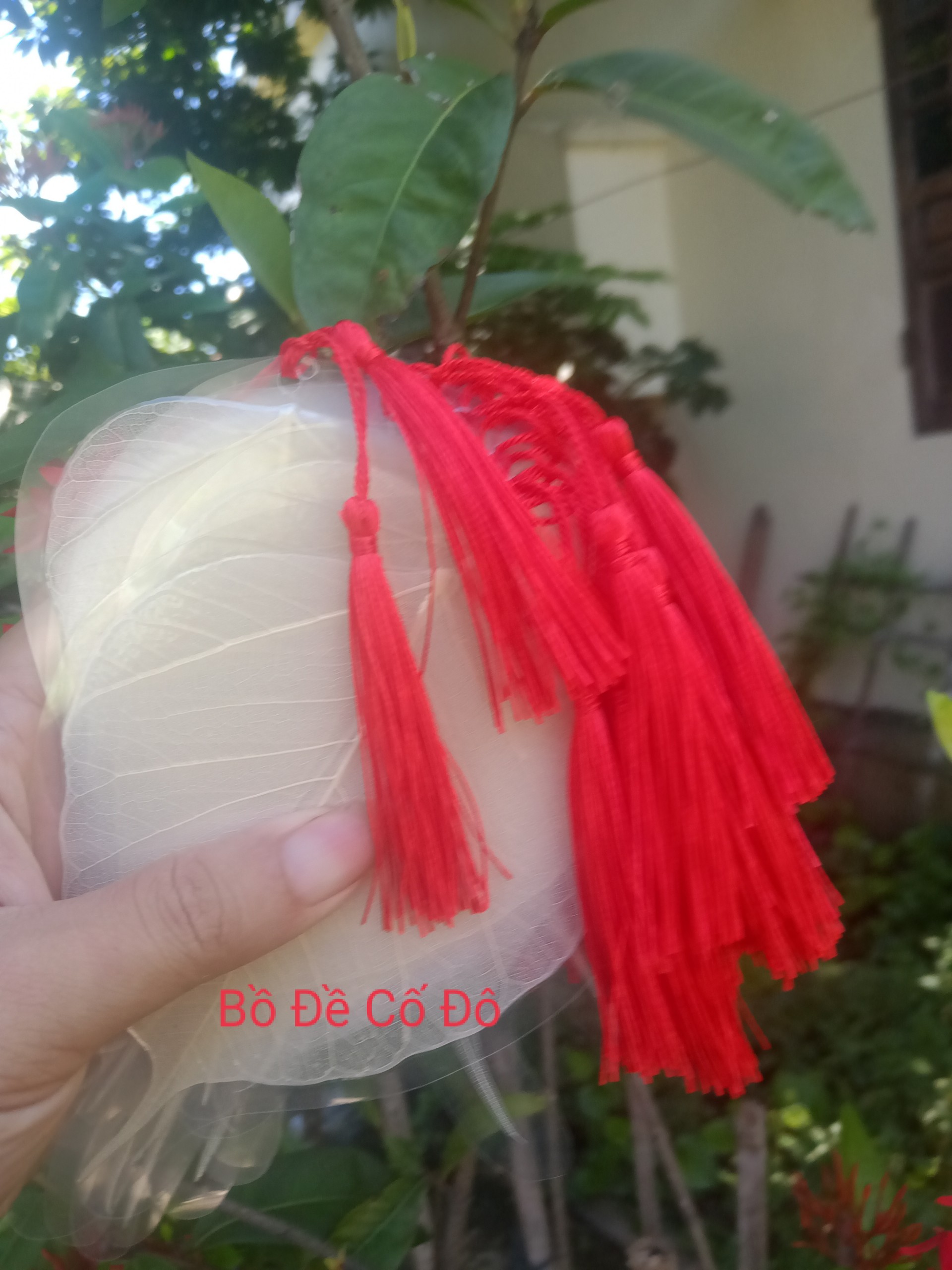 Lá bồ đề ép sẵn để viết thư pháp size 8-9-10cm lá trắng