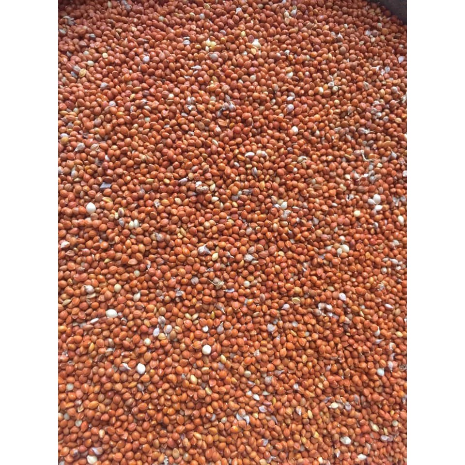 1kg hạt kê thực phẩm cho chim