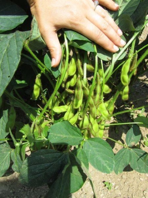 Hạt Giống Đậu Nành Rau