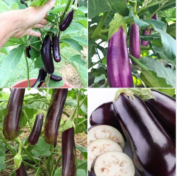 F1 Long Eggplant Seeds - 0.5Gr/Package