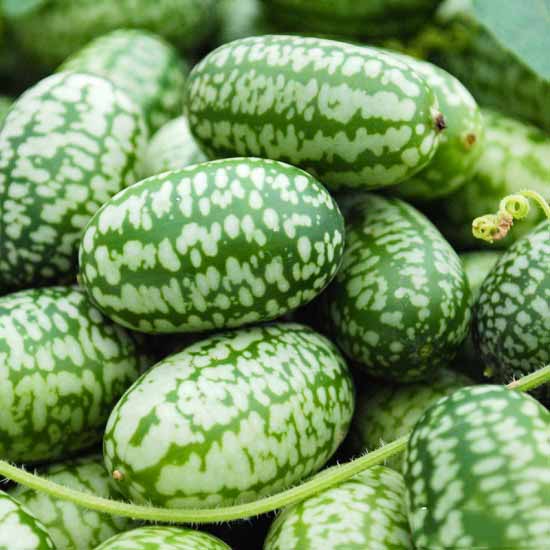Hạt giống Dưa Hấu Tí Hon (Hà Lan) gói 5 hạt