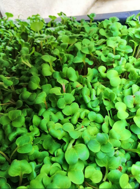 Hạt mầm củ cải trắng - gói 20 gram