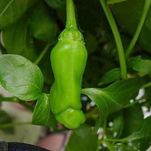 Hạt Giống Ớt Cu Tí. Túi 10 Hạt
