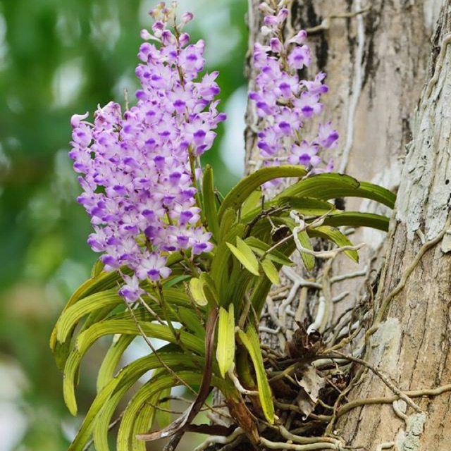 Cây giống lan hải yến