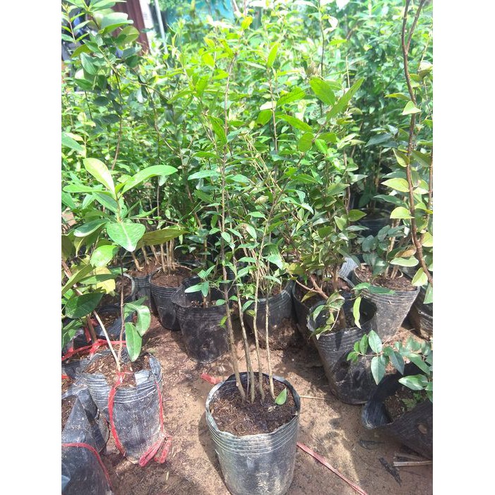 [ Xả - Cắt Lỗ ] Cây giống Lựu Trắng