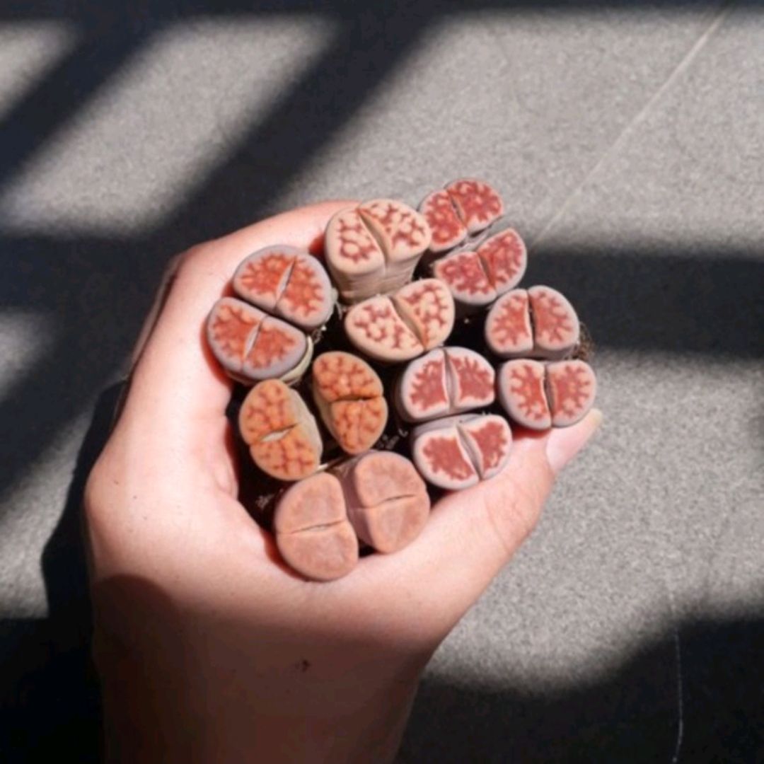 Sen Mông Đôi Ngẫu Nhiên Nhiều Màu 2-3.5cm(Sen Mông/Lithops/Thạch Lan)