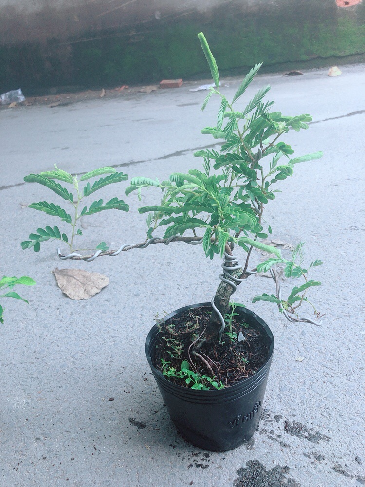 [HCM]Cây Me Bonsai