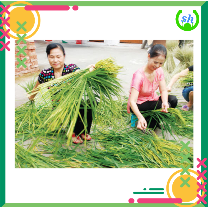 [HCM]Cốm vòng khô Hà Nội - làm chả cốm- gói 500gr