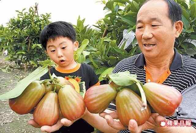 CÂY GIỐNG MẬN ĐƯỜNG ĐAI L0AN (cây ghép siêu sớm)