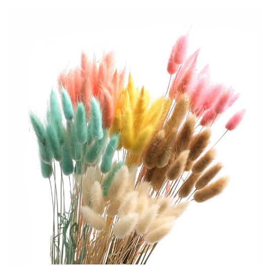 hoa khô - cỏ đuôi thỏ ( 5 bông )