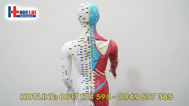 Mô hình huyệt vị người 65cm