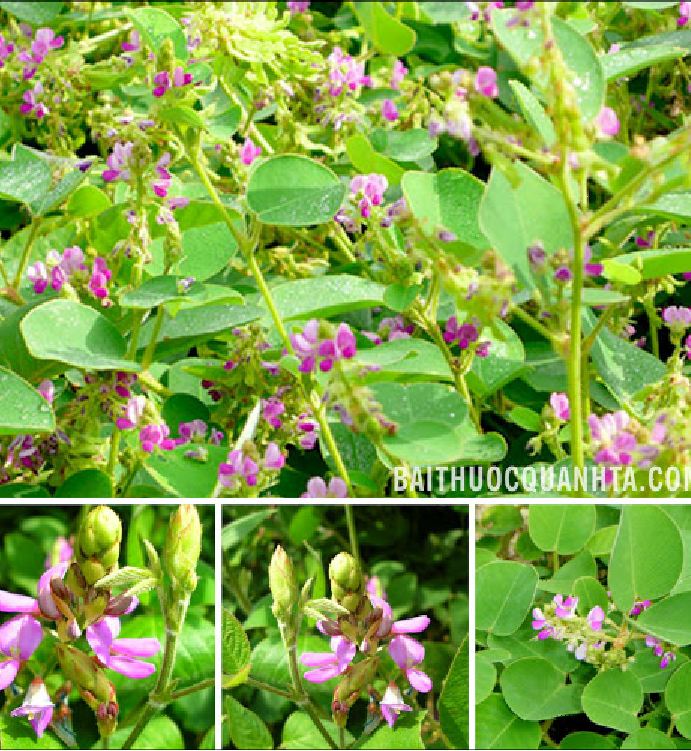 Hạt Giống Kim tiền thảo ( cây dược liệu ) - Gói 50 hạt