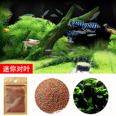 2 gói hạt giống cây thủy sinh dùng trang trí hồ cá