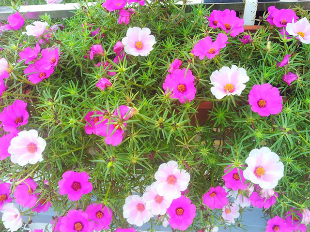 Mười Giờ Cánh Đơn Lá Nhỏ - Chậu Hoa