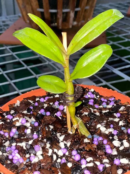 Hoa phong lan phi điệp 5ct phú thọ