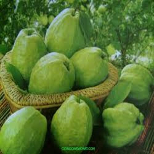CÂY ỔI KHÔNG HẠT