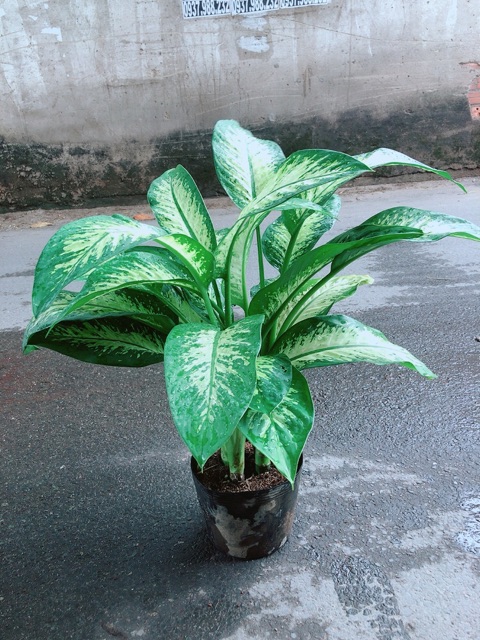 Vạn Niên Thanh Size Lớn